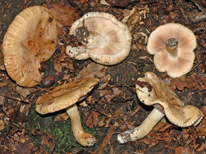 Tricholoma acerbum