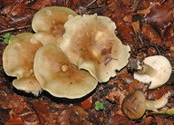 Tricholoma saponaceum