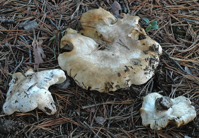 Tricholoma apium