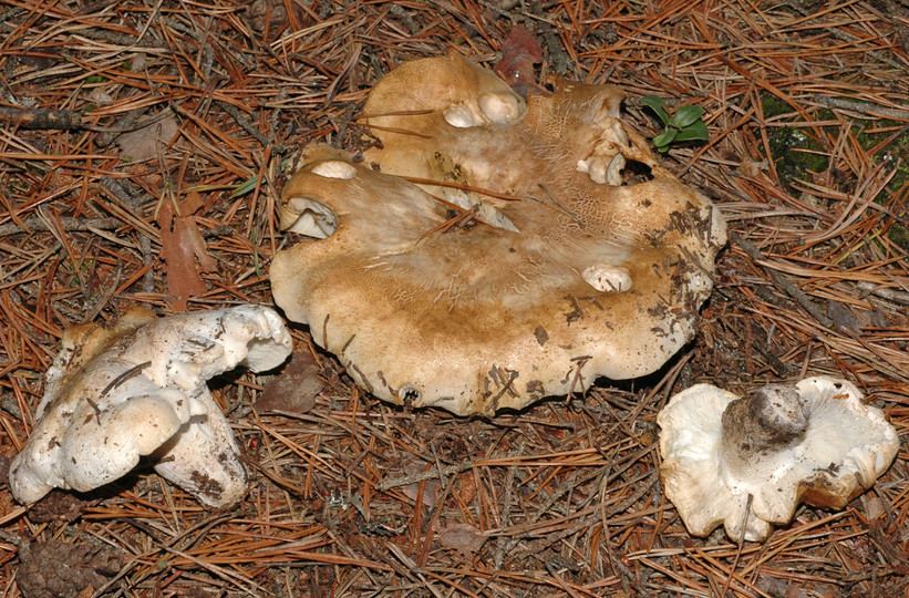 Tricholoma apium