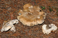 Tricholoma apium