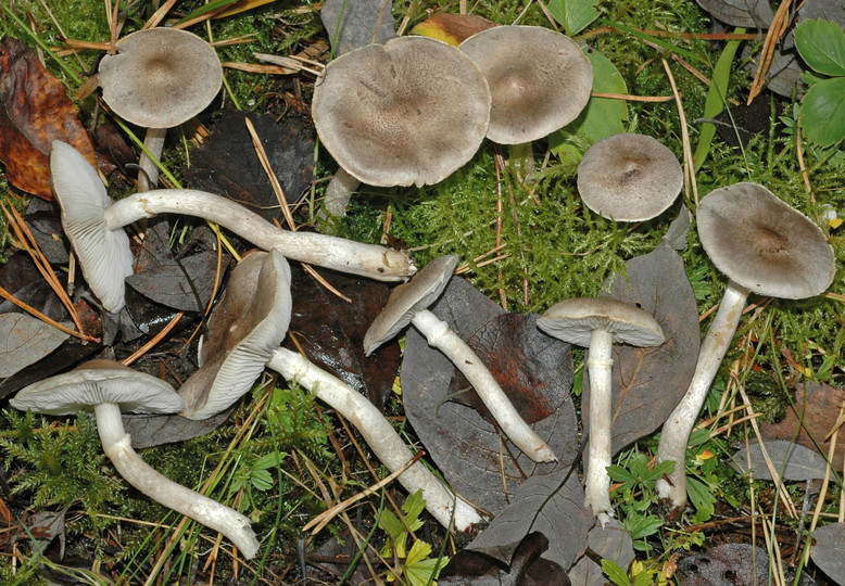 Tricholoma cingulatum