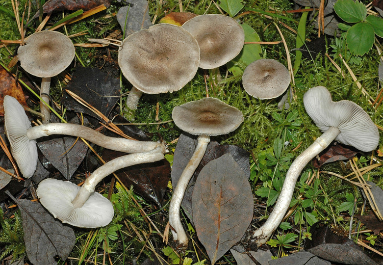 Tricholoma cingulatum