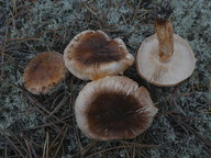 Tricholoma focale