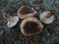 Tricholoma focale