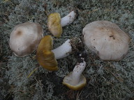 Tricholoma arvernense
