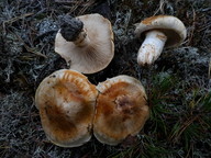 Tricholoma focale