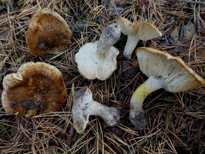 Tricholoma apium