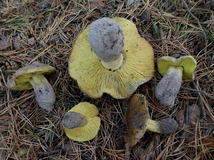 Tricholoma equestre