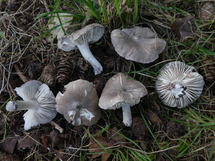 Tricholoma terreum