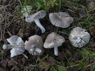 Tricholoma terreum