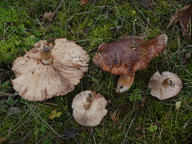 Tricholoma batschii