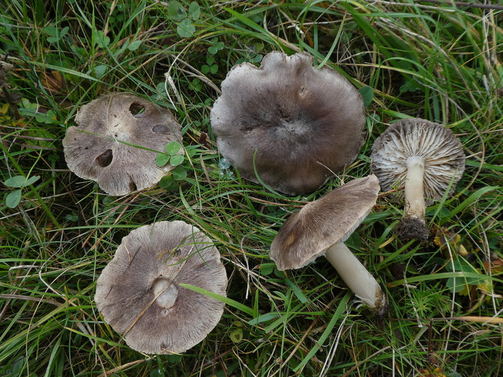 Tricholoma terreum
