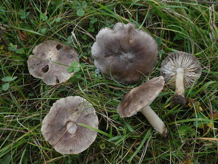 Tricholoma terreum