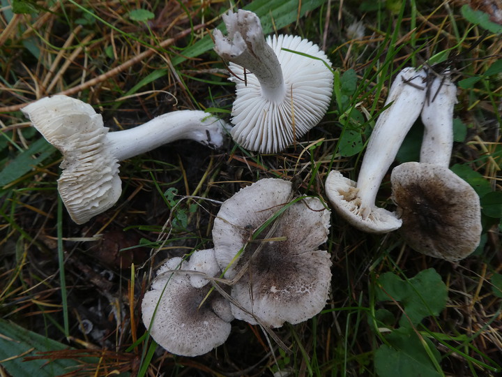 Tricholoma scalpturatum