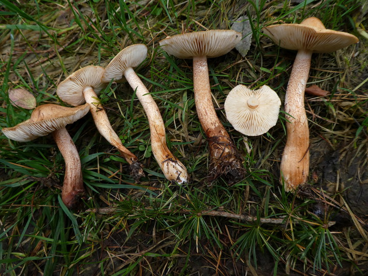 Tricholoma psammopus