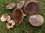 Tricholoma pessundatum