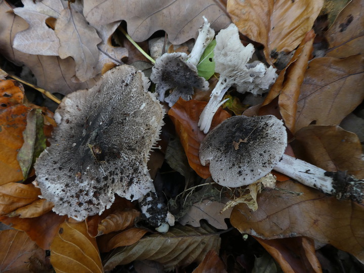 Tricholoma squarrulosum