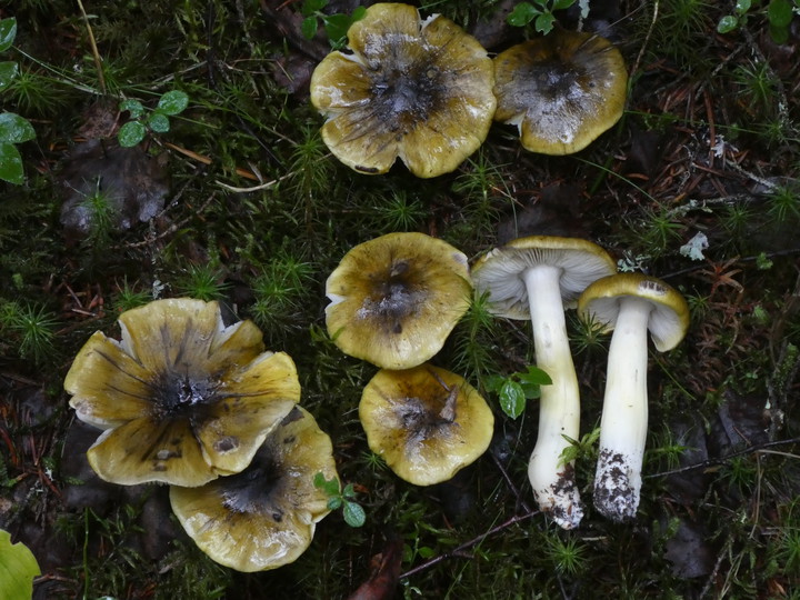 Tricholoma viridilutescens