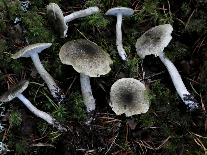 Tricholoma olivaceotinctum