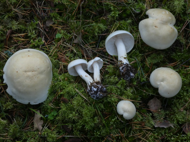 Tricholoma stiparophyllum