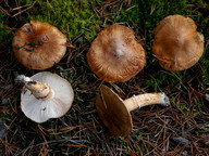 Tricholoma focale