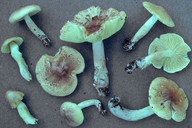 Tricholoma aestuans