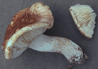 Tricholoma apium