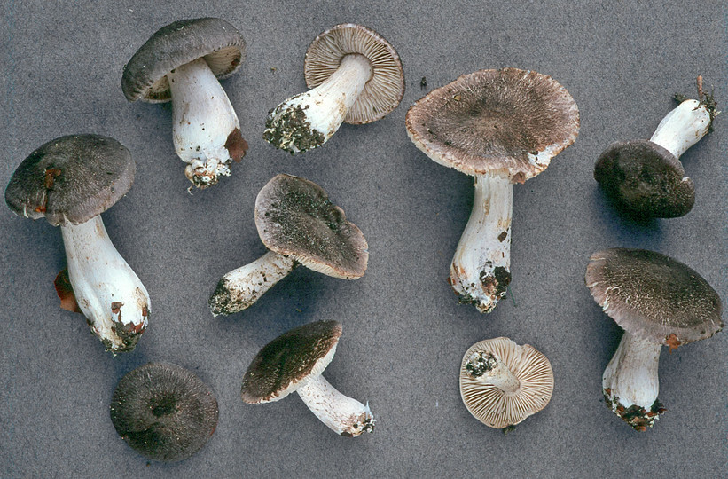 Tricholoma orirubens