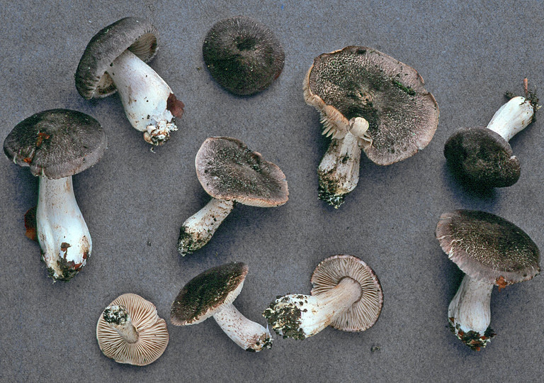 Tricholoma orirubens