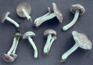 Tricholoma cingulatum