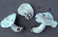 Tricholoma columbetta