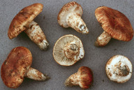 Tricholoma focale