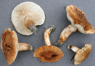 Tricholoma focale 