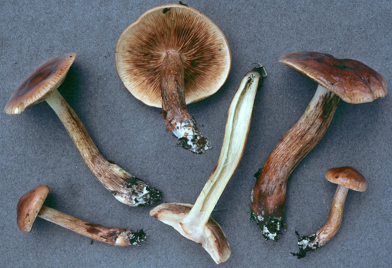 Tricholoma fulvum