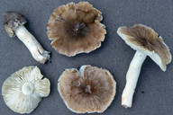 Tricholoma guldenii