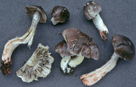 Tricholoma portentosum