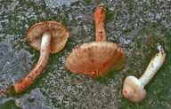 Tricholoma psammopus