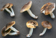 Tricholoma sejunctum 