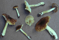 Tricholoma viridilutescens