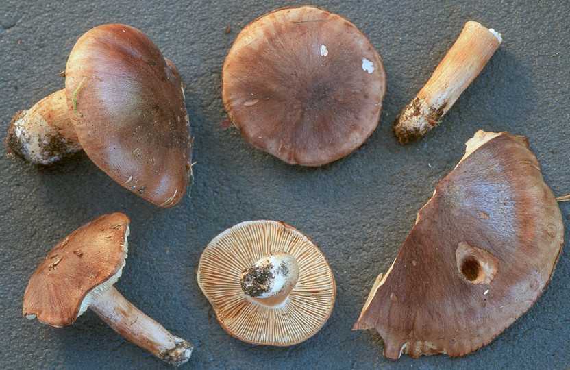 Tricholoma albobrunneum