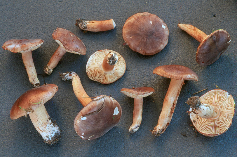 Tricholoma albobrunneum