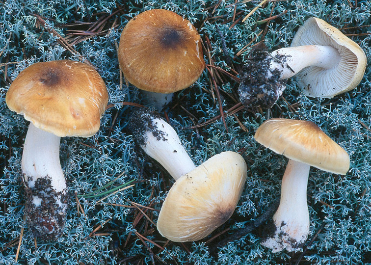 Tricholoma arvernense