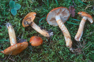 Tricholoma aurantium