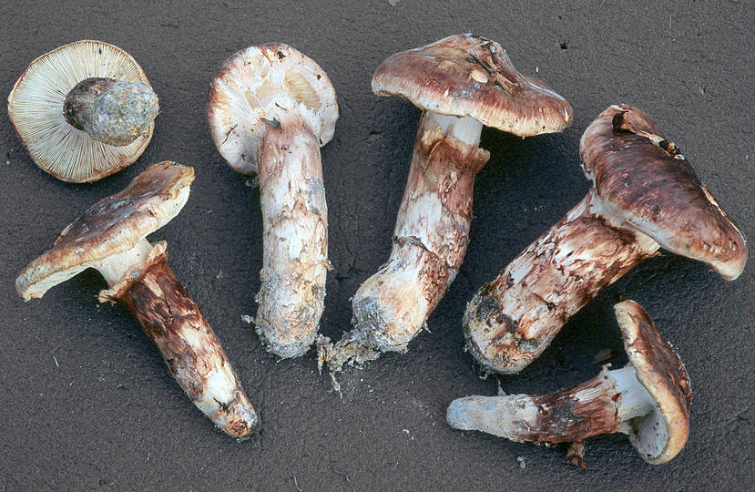 Tricholoma dulciolens