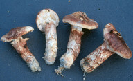 Tricholoma dulciolens