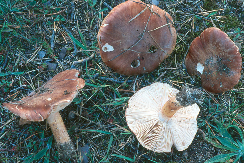 Tricholoma fracticum