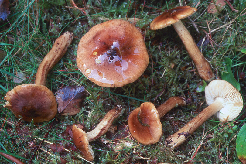 Tricholoma fucatum