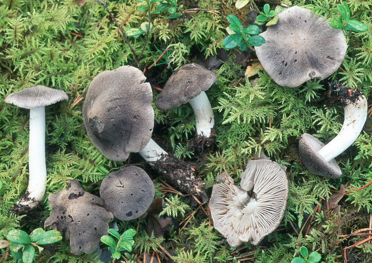 Tricholoma terreum