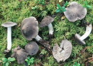 Tricholoma terreum